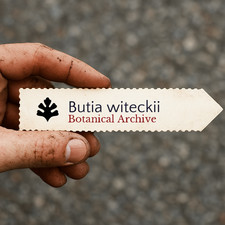 Butia witeckii SEEDS -  - SEMI
