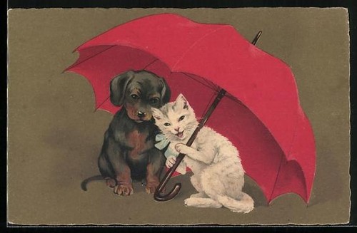 Cane gatto sotto un - cane,