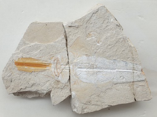 Libanopristis altri - sp., e