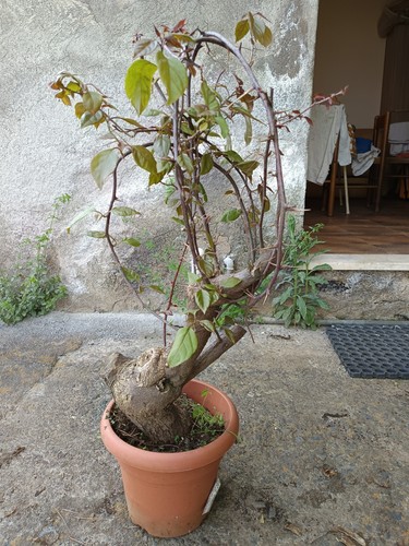 Bougainvillea bonsai vaso 20 - vaso,