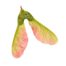 15 semi di acero d'uva