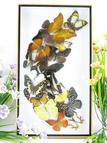 Vere bellissime farfalle