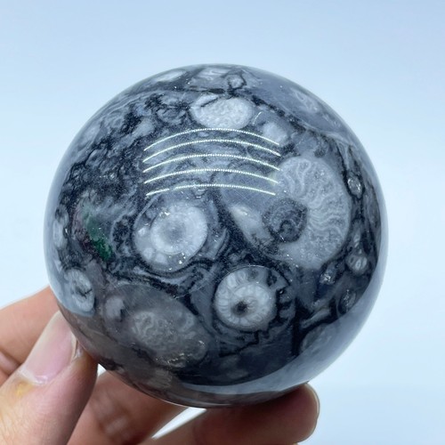 Sfera quarzo conchiglia - quarzo,