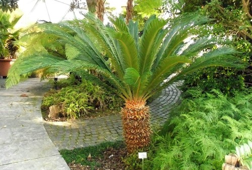 Pianta cycas revoluta - di,
