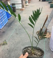 2~2,5 cm Encephalartos