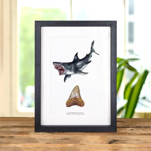 Inch megalodon shark tooth - 3,