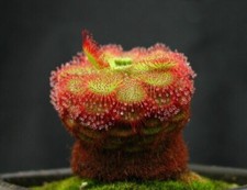 Pianta carnivora drosera - -,