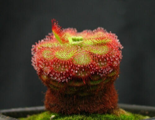 Pianta carnivora drosera - carnivora,