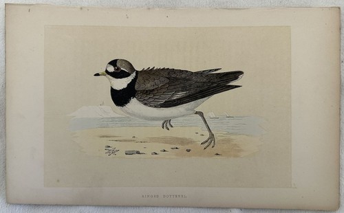 Morris ringed dotterel - ringed,