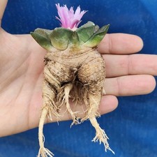 Ariocarpus retusus Furfuraceus