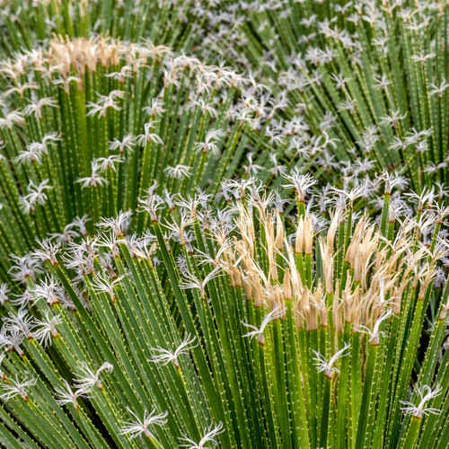 Dasylirion acrotrichum var
