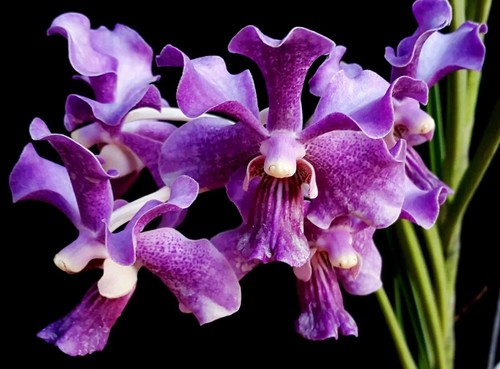 Vanda papilionanda chao - vanda, praya