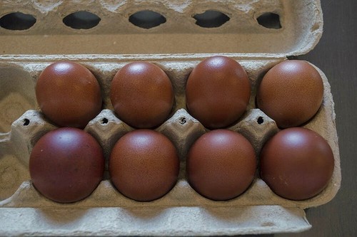 French black copper - copper, marans