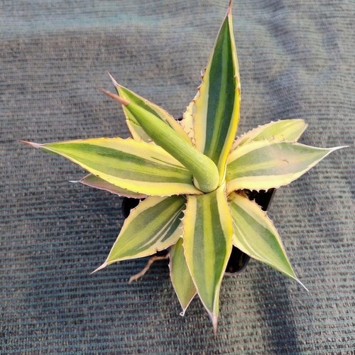 Agave lophantha quadricolor - agave,