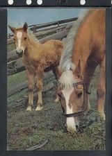 Cartolina Animali Cavalli Avelengesi Haflinger KCA104