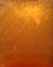 100ml-Starter Anguillole