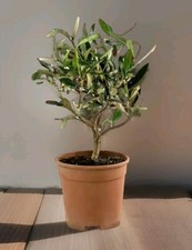 Ulivo bonsai con vaso - bonsai,