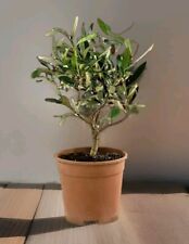 Ulivo Bonsai Con Vaso Cm 14 