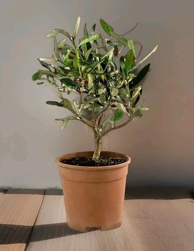 Ulivo bonsai con - con, cm