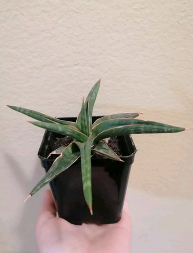 Sanseveria gracilis succulenta - gracilis,