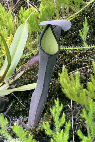 Pianta carnivora nepenthes - -,