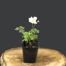 Pianta di anemone sylvestris