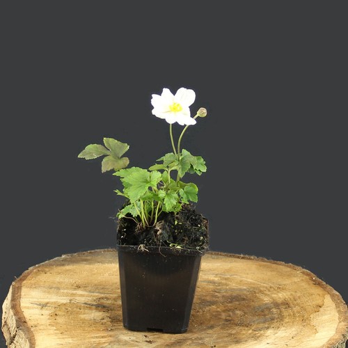 Pianta anemone sylvestris - anemone,