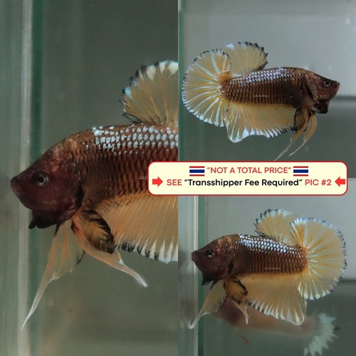 Live betta fish - betta, (thailandia)