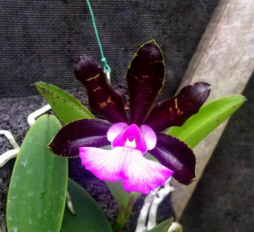Cattleya aclandiae var