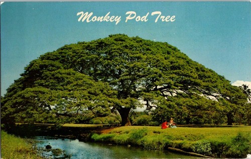 1951 hawaii monkey - 1951, tree