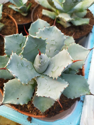 Pianta agave potatorum - pianta, di
