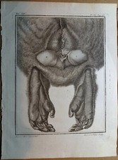 Tre stampe anatomiche da Buffon