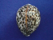 CYPRAEA  TIGRIS (STUNNING DORSAL LINE) - POLINESIA - 83mm. - F+++