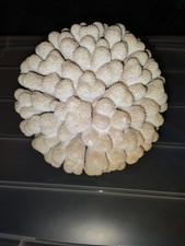 Splendido cavolfiore bianco