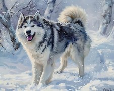 Alaskan Malamute con