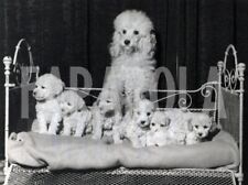 Foto vintage UK, Mamma con sette barboncini, 1957, stampa 21x15 cm
