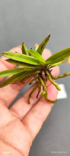 Neofinetia falcata miyahime - neofinetia,