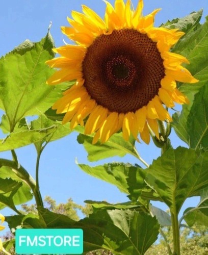 Girasole gigante sunflower - girasole,