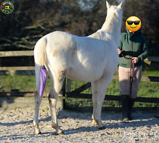 Borsa a coda di cavallo equino
