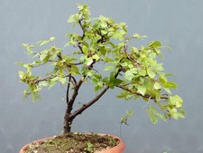 Bonsai Carpino Foglie Piccole 40x37cm In Vaso Pianta Albero Da Interno Esterno ⭐