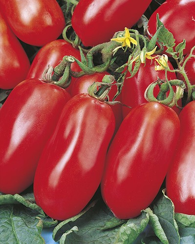 Pomodoro san marzano nano - marzano,