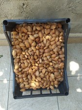 Mandorle con Guscio Tuono 20kg