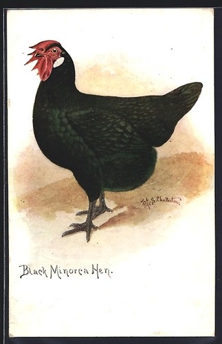 Cartolina artistica gallina - , di