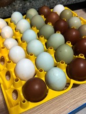 Uova Feconde, Fertili Miste