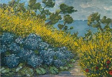 Ortensie tra ginestre - ortensie, |