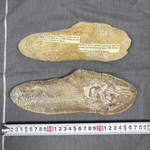 Autentico pesce antico