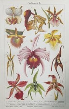 Grafica originale Flora