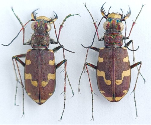 Carabidae cicindelinae - carabidae,,