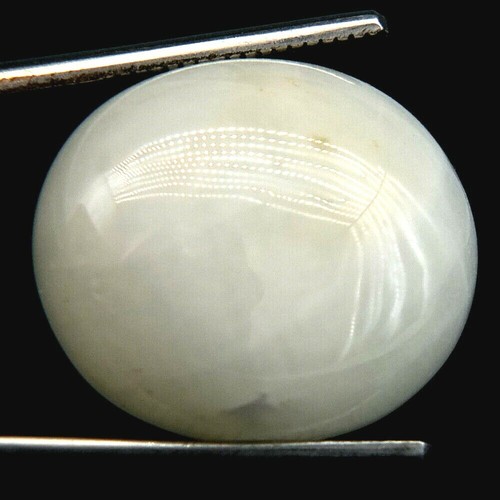 Shola autentico ct - shola, 31,84