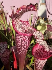 Pianta carnivora Sarracenia
